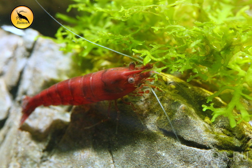 Bloody Mary Sakura Shrimp, Chi-Tai Lee 