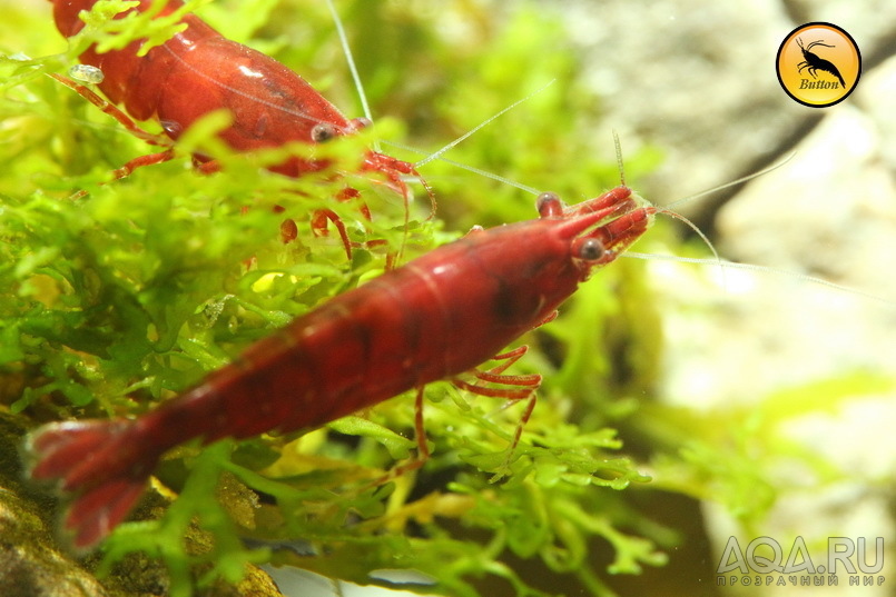 Bloody Mary Sakura Shrimp, Chi-Tai Lee