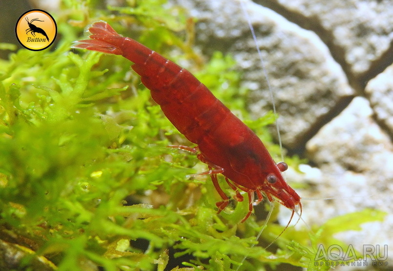 Bloody Mary Sakura Shrimp, Chi-Tai Lee