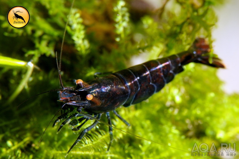 Сaridina (Taiwan Bee, PRL, Royal Blue Tiger)