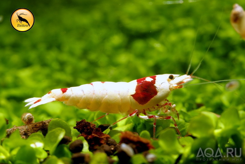 Сaridina (Taiwan Bee, PRL, Royal Blue Tiger)