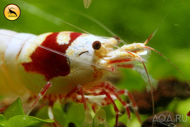 Сaridina (Taiwan Bee, PRL, Royal Blue Tiger)