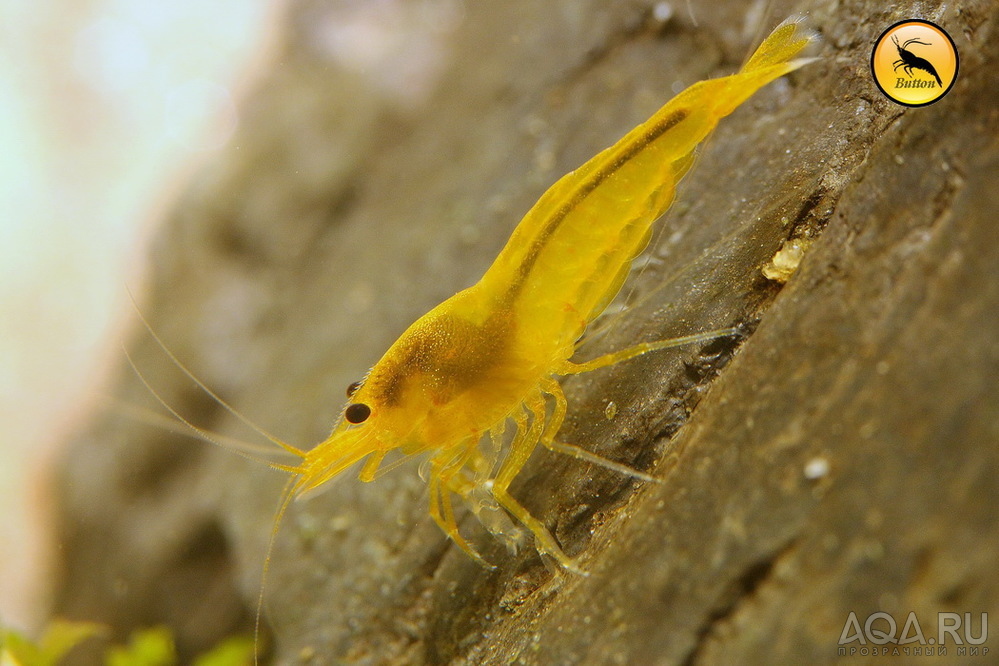 креветки Caridina