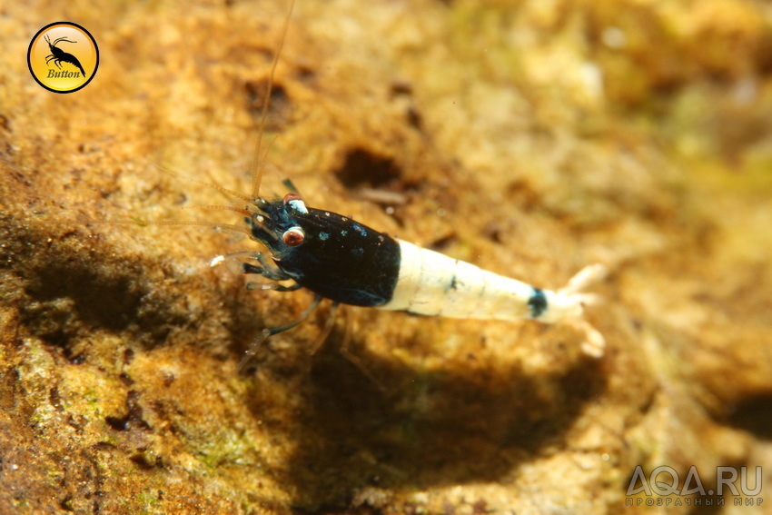  Креветочники для Сaridina (Taiwan Bee, PRL, Royal Blue Tiger)