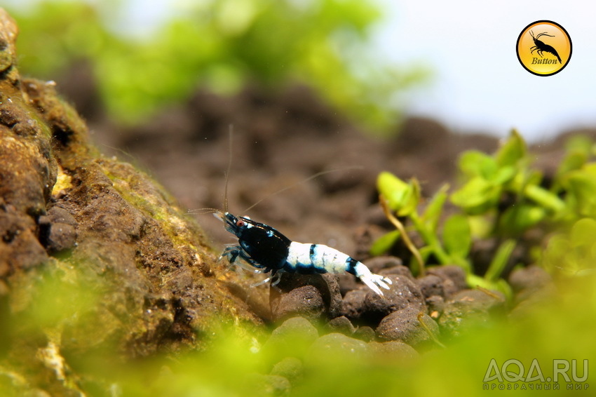  Креветочники для Сaridina (Taiwan Bee, PRL, Royal Blue Tiger)