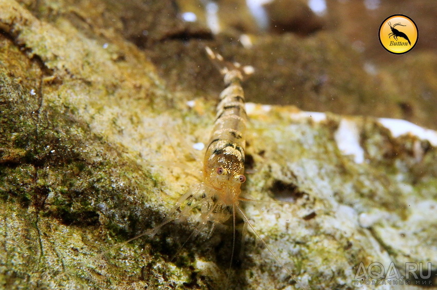 Taiwan Bee Pinto + Zebra