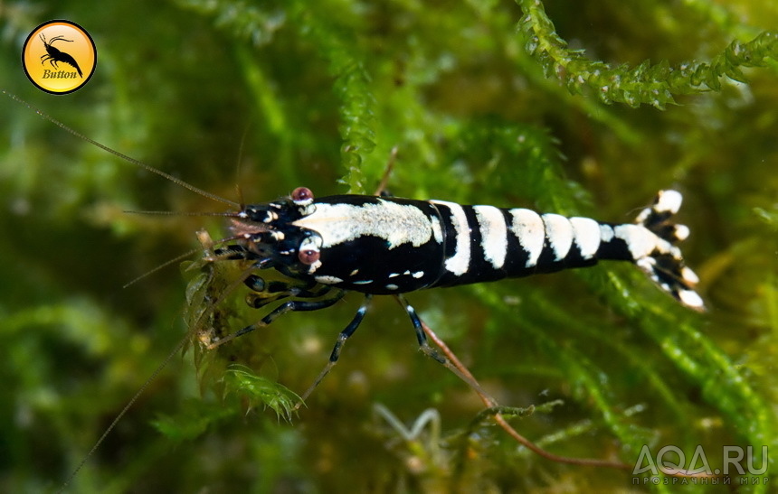 Galaxy Fishbone Pinto чёрный