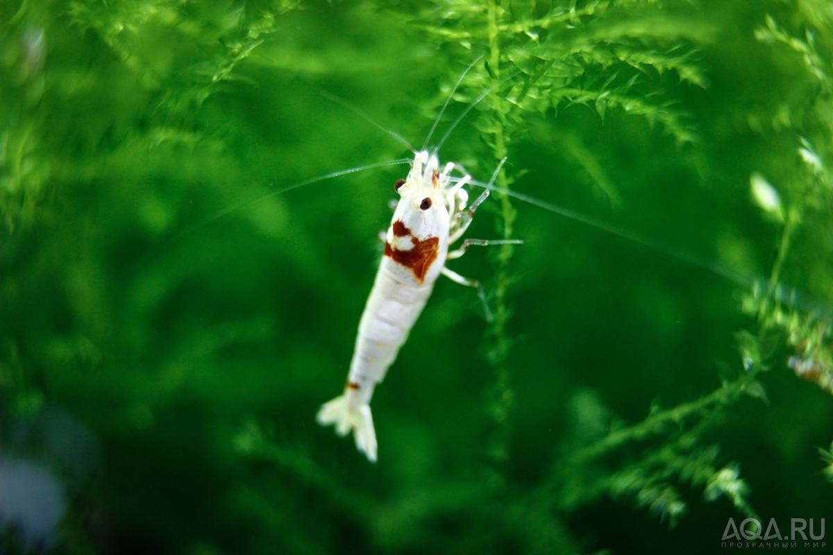 Caridina