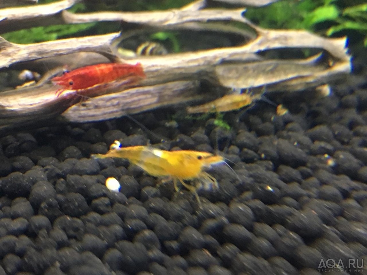 Креветки Pinto Spotted, Zebra, King Kong, Ruby Red, Red Wine, Голец Панда (Panda  Loach), спец. корм