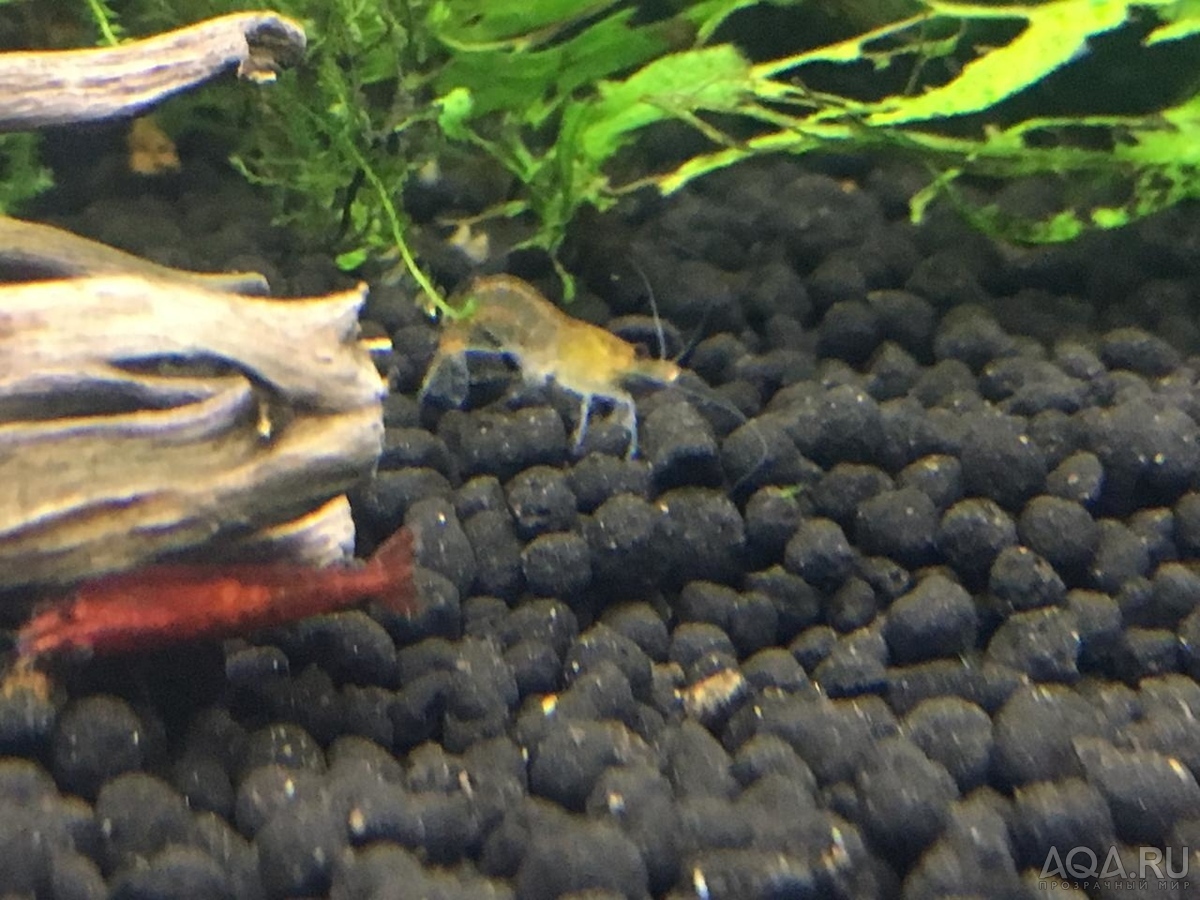 Креветки Pinto Spotted, Zebra, King Kong, Ruby Red, Red Wine, Голец Панда (Panda  Loach), спец. корм