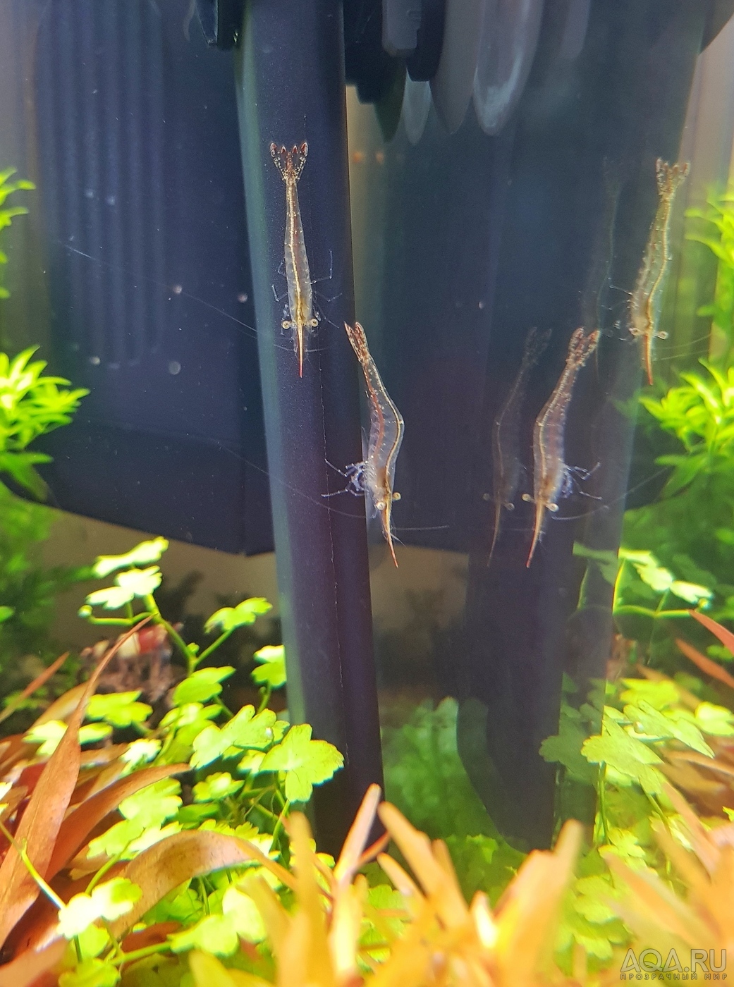 Caridina Gracilirostris (Пиноккио)