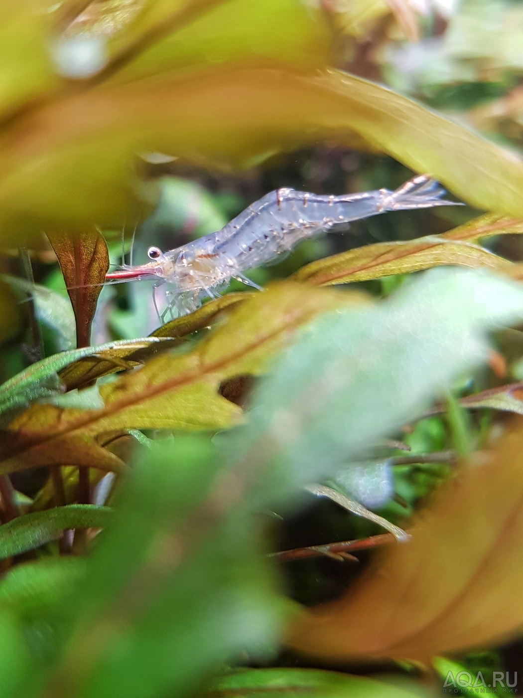 Caridina Gracilirostris (Пиноккио)