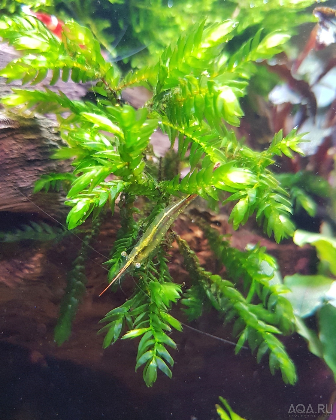 Caridina Gracilirostris (Пиноккио)