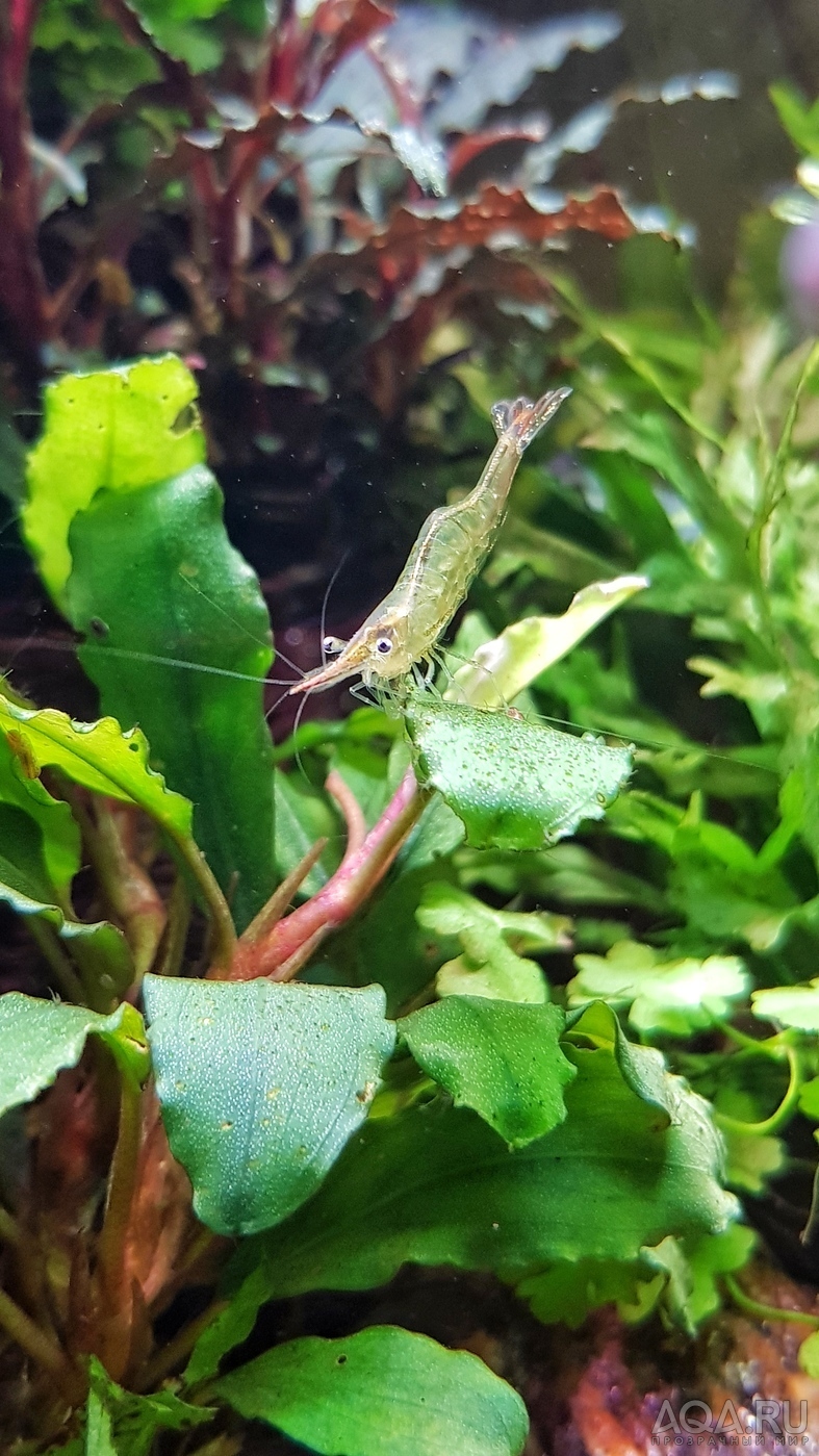 Caridina Gracilirostris (Пиноккио)