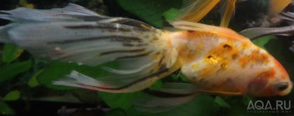 Пятно на хвосте золотой рыбки