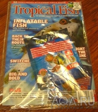 Tropical Fish