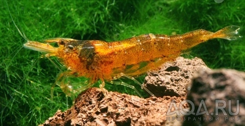 Caridina Lanceolata