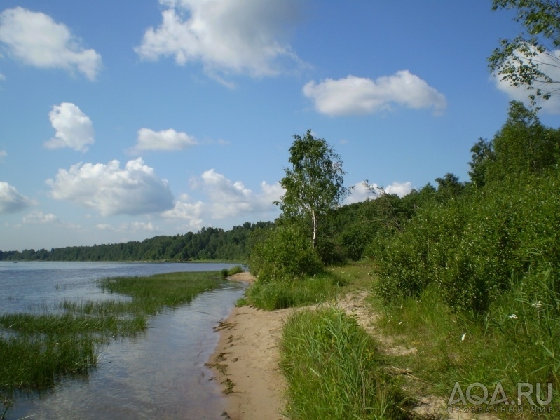 для форума