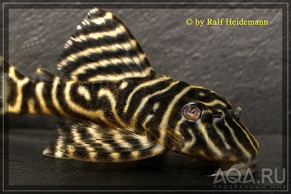 L-340 Hypancistrus Mega Clown Pleco 