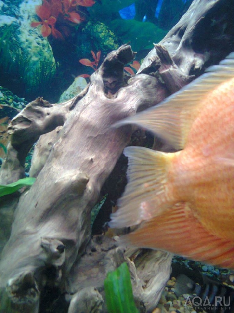 Severum white spots