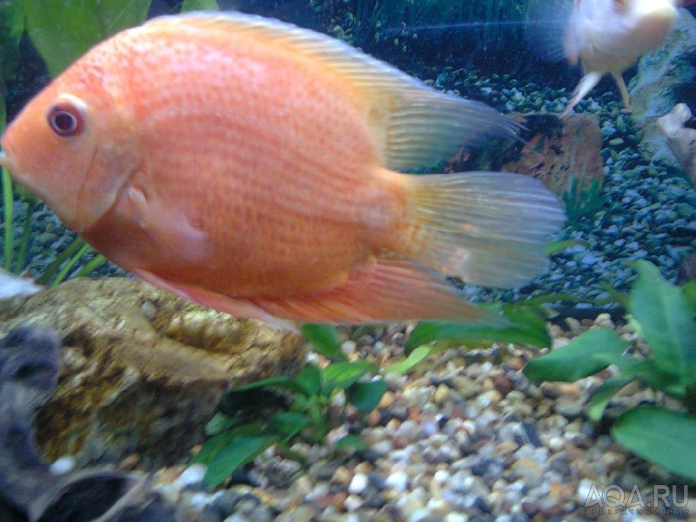 Severum white spots 2