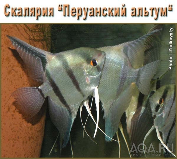 для форума