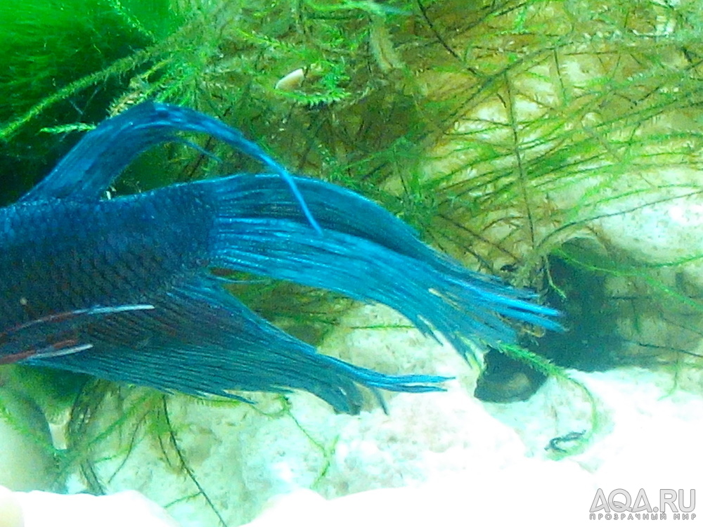 betta1