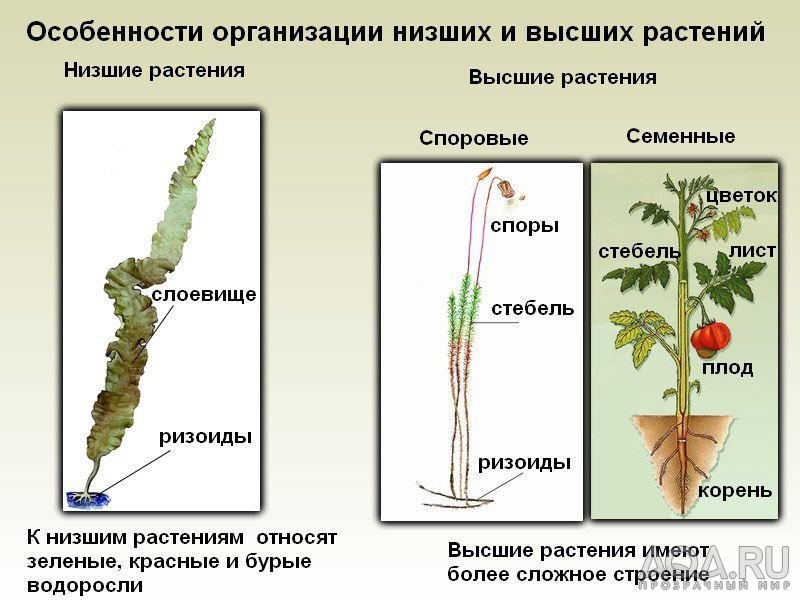 для форума