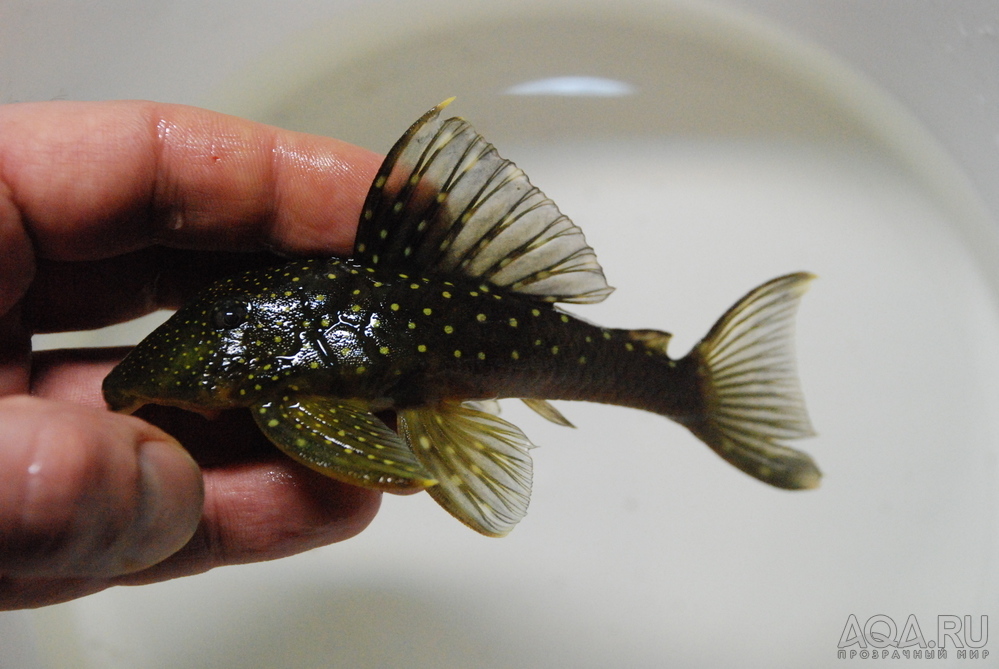 Лорикария-хамелеон Pseudohemiodon apithanos WF