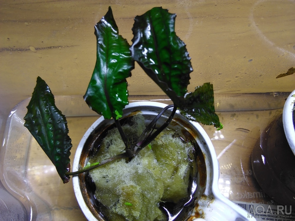 Cryptocoryne striolata (Криптокорина стриолата)