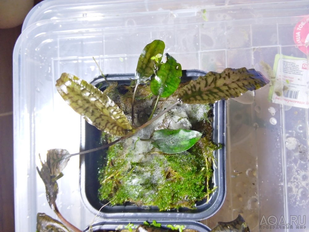 Cryptocoryne striolata (Криптокорина стриолата)