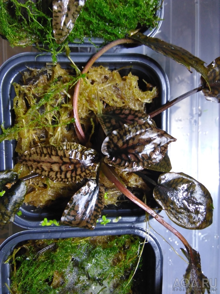 Cryptocoryne striolata (Криптокорина стриолата)