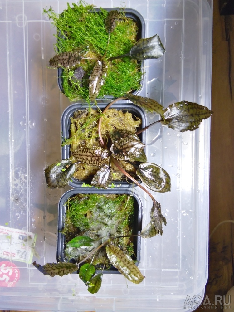 Cryptocoryne striolata (Криптокорина стриолата)