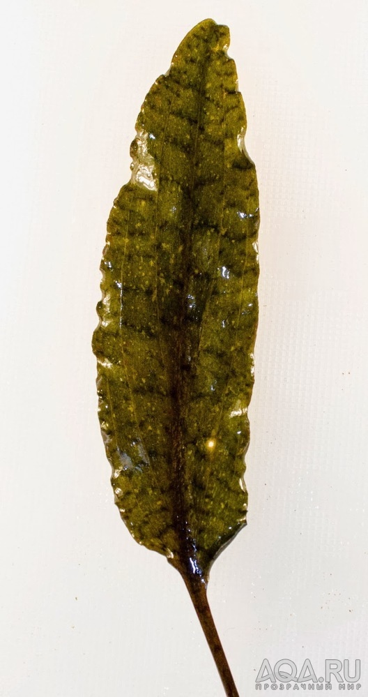 Cryptocoryne striolata (Криптокорина стриолата)