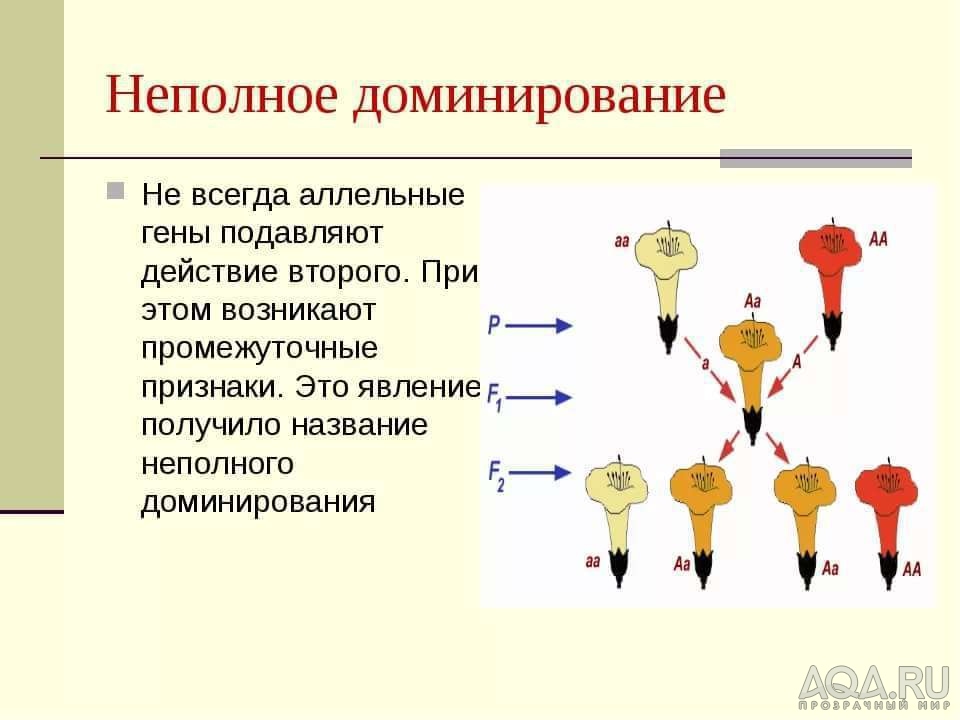 Генетика анциструсов