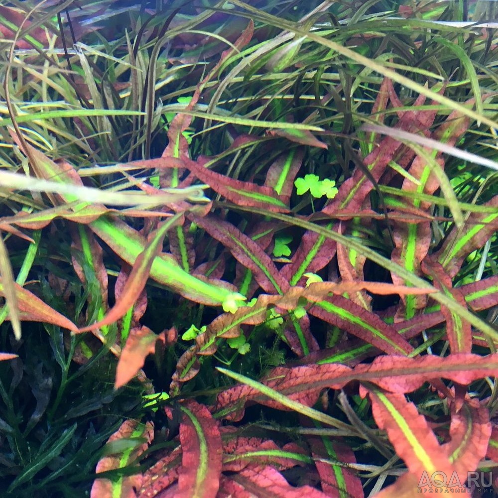 Cryptocoryne Spiralis “Tiger”