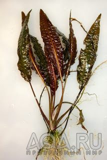 Cryptocoryne Affinis "Rosanervig"