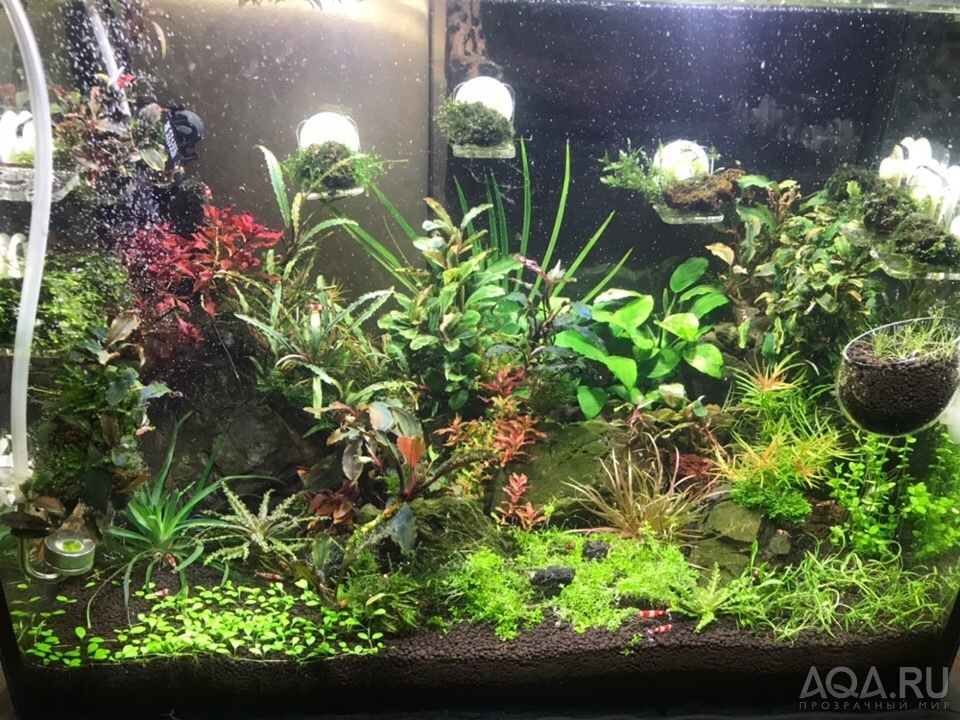 Запуск на hagen fluval stratum