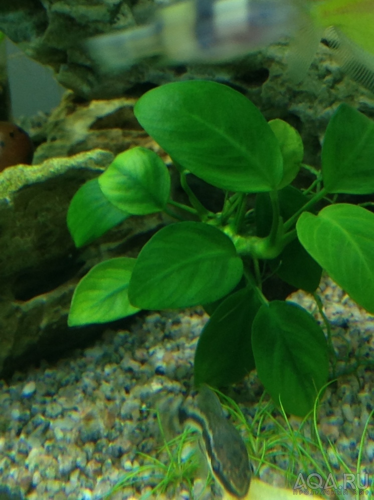 Чего не хватает Lobelia Cardinalis?