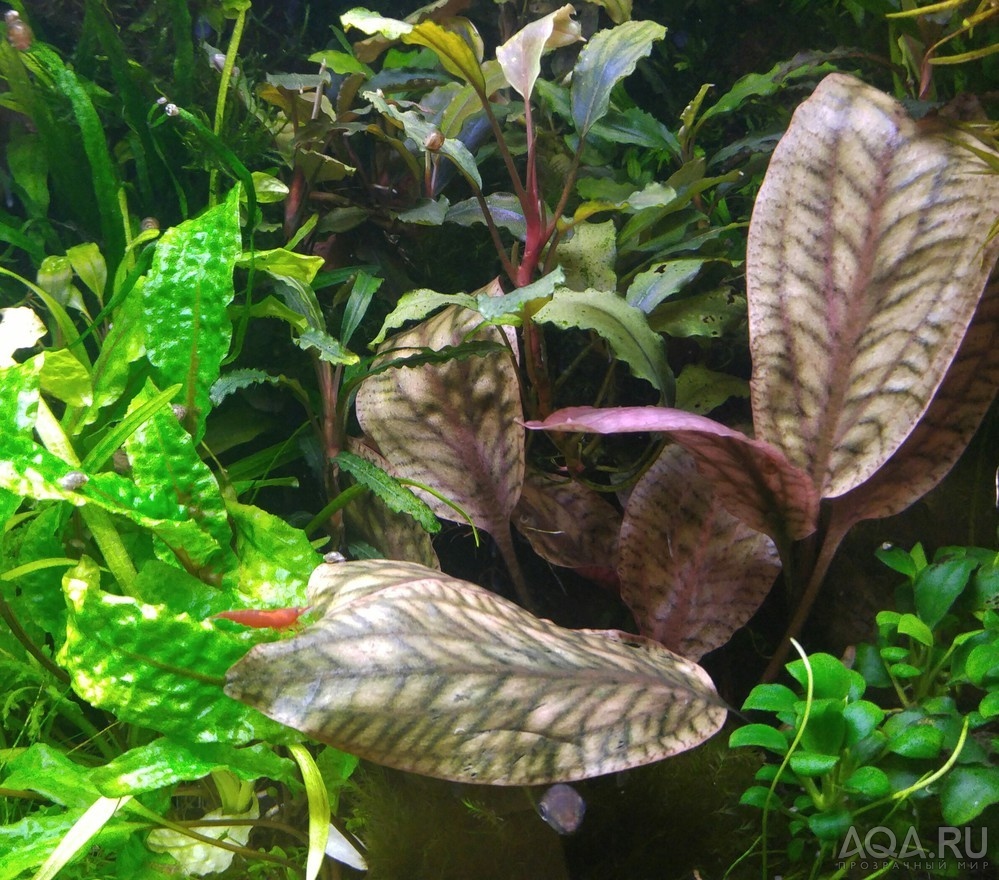 Что за растение? - Криптокорина Кордата. (Cryptocoryne cordata var. siamensis)