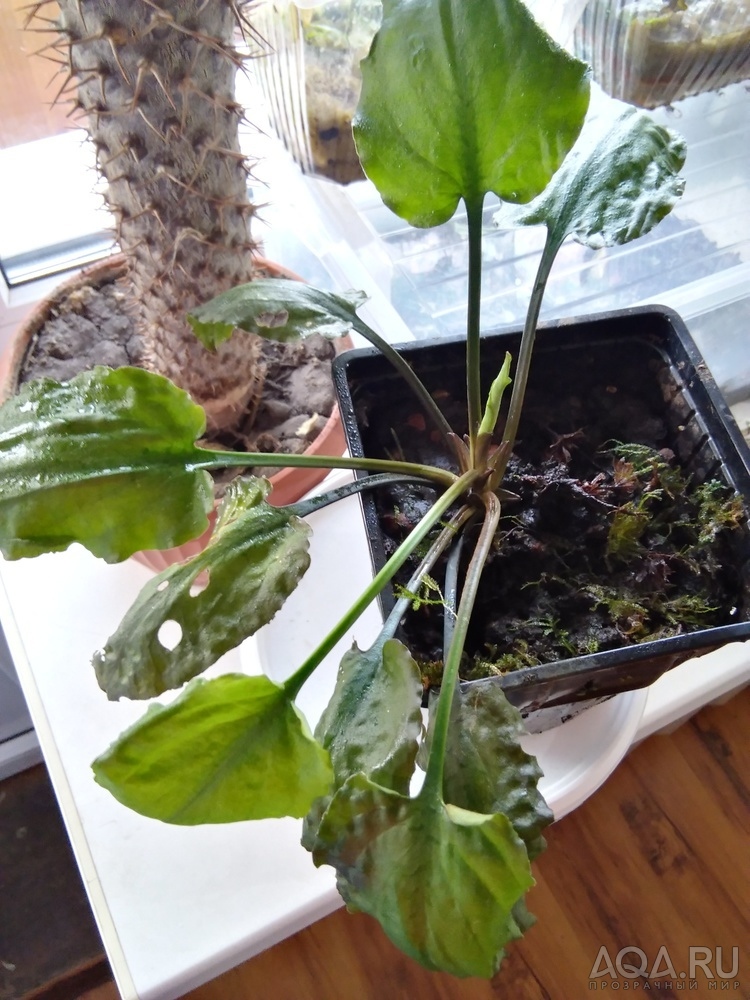 Криптокорина бурая (Cryptocoryne fusca)