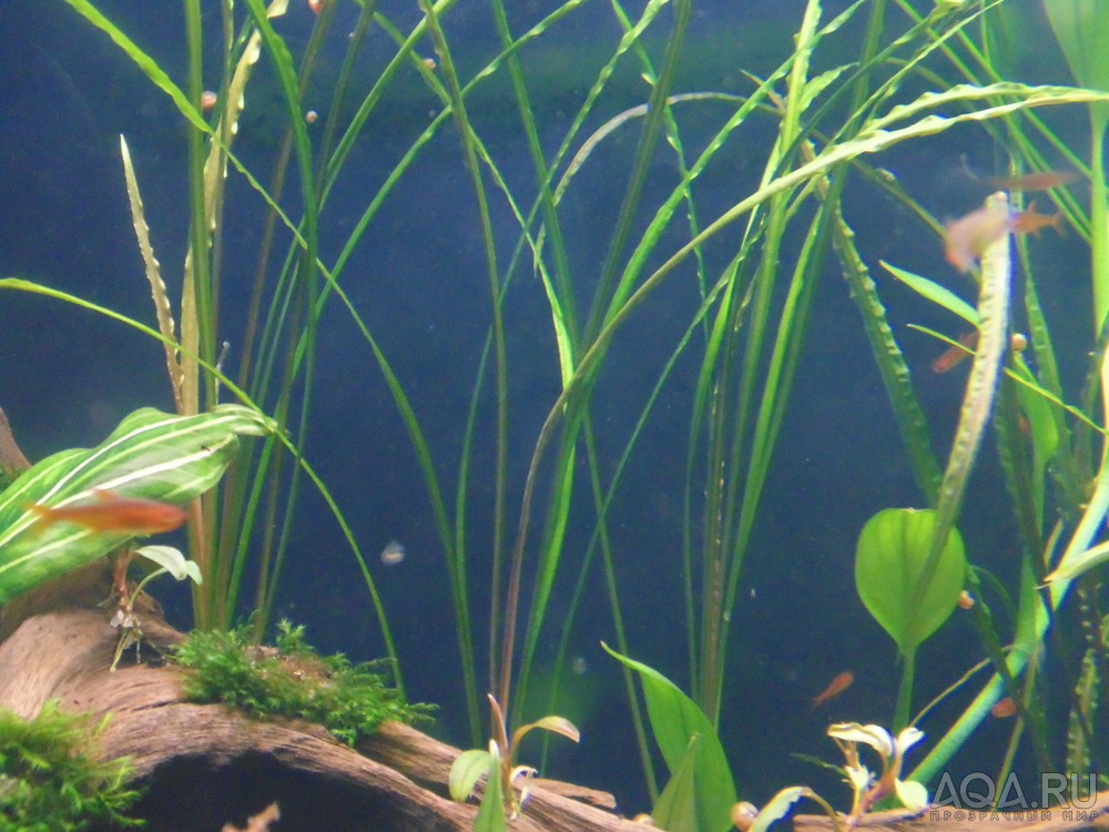 Cryptocoryne tonkinensis (Криптокорина тонкиненсис)