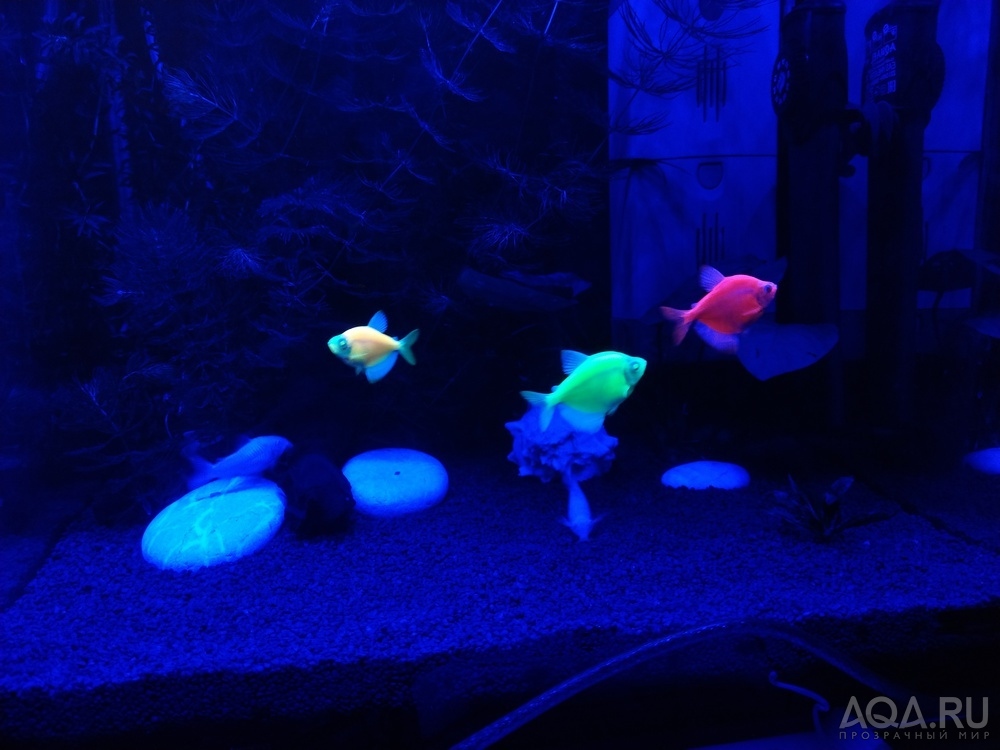 GloFish (ГлоФиш) - рыбы которые светятся