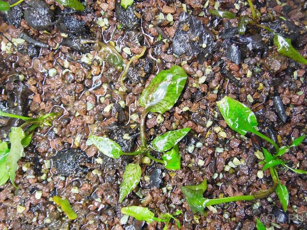 Cryptocoryne regina (sp. Silver Queen) - под водой