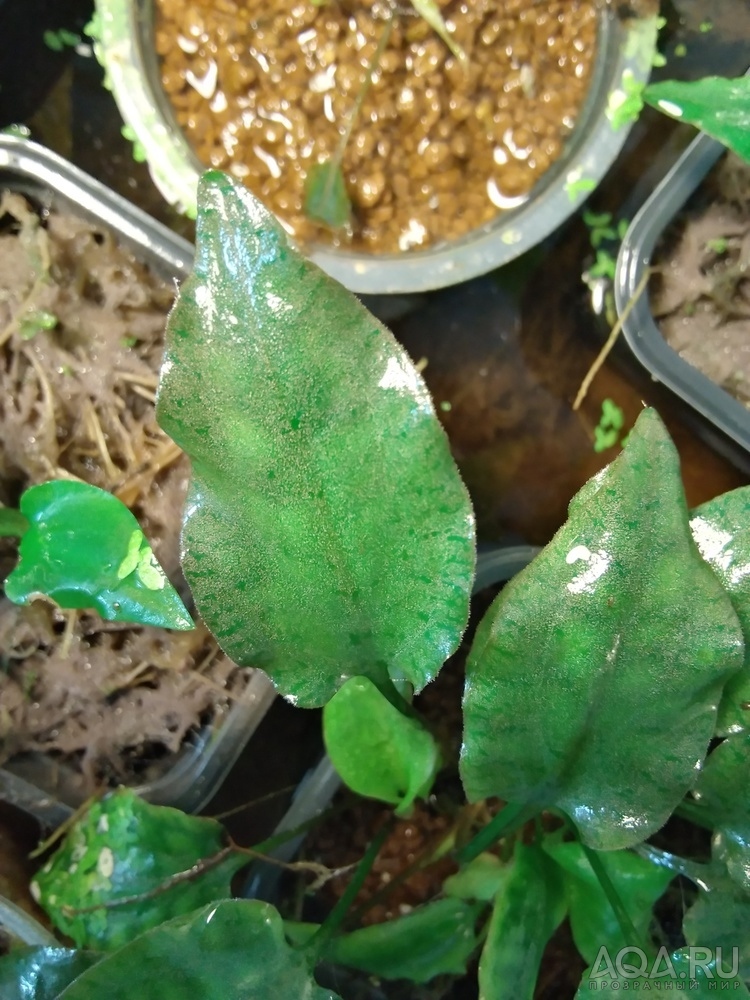 Cryptocoryne pallidinervia Engler