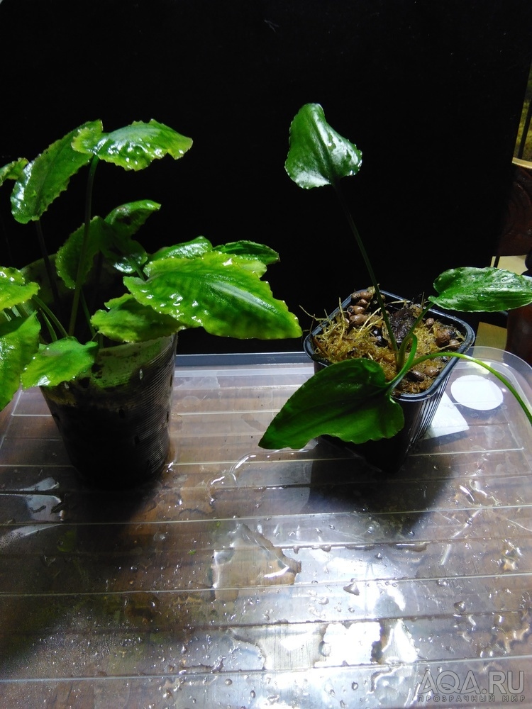 Криптокорина бурая (Cryptocoryne fusca)