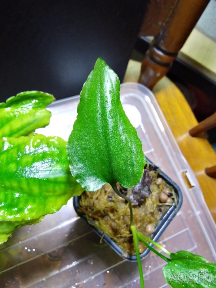 Криптокорина бурая (Cryptocoryne fusca)