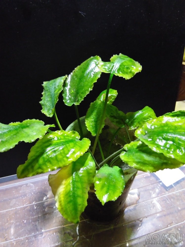 Криптокорина бурая (Cryptocoryne fusca)