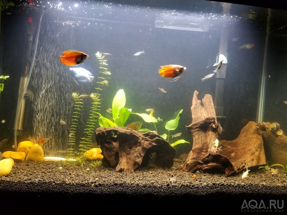 Опыт использования Fluval LED 3.0 Plant Spectrum