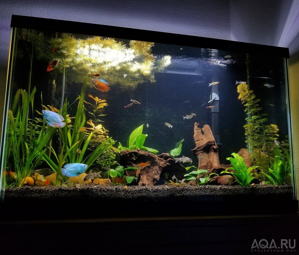 Опыт использования Fluval LED 3.0 Plant Spectrum